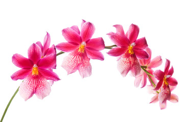 Beautiful bouquet of red orchid flowers. Bunch of luxury tropical red-yellow orchids - cambria - isolated on white background. Studio shot