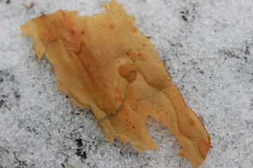 close up of a dead leaf