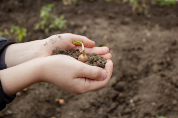 environment Earth Day in the hands of a child black soil and onion seedlings in nature field grass forest conservation concept