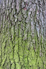 tree bark texture