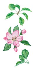 set of flowers and leaves of apple tree on a white background, watercolor drawing