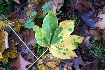 Ahornblatt im Herbst