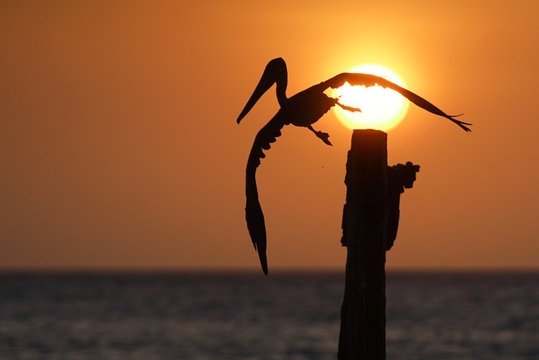 Aruba