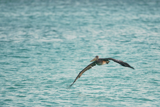 Aruba