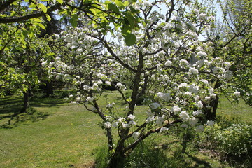 Fototapeta na wymiar White fresh apple tree bud fertile blossom