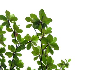 Tropical tree leaves with branches on white isolated background for green foliage backdrop and copy space 