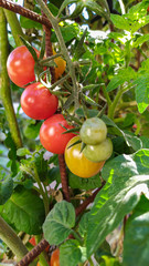 red cherries on a tree