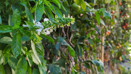butterfly on a branch