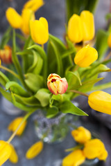 Spring yellow tulips bouquet on gray background