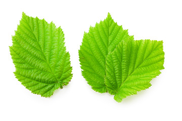 hazelnut leaves isolated on a white background