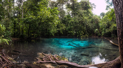 Fototapeta na wymiar Emerald Pool is unseen pool in mangrove forest