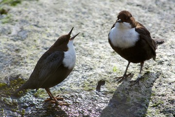 White throated dipper mating on a stone