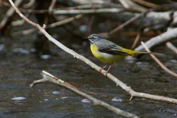 Grey Wagtail on a branch