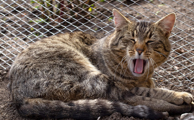 Naklejka na ściany i meble The face of a yawning cat close-up. Sleepy pet