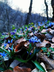 purple flowers in the forest