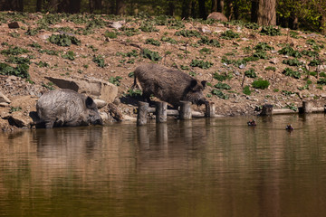 Sus scrofa, wild boar, pig and bachyne drink water from the pond. Wild photo