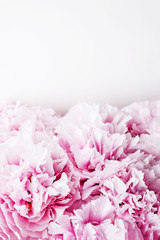 Fresh beautiful pink peony flowers in full bloom on white background.
