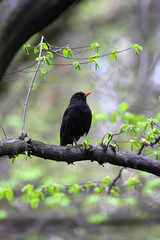 
Blackbird perched in a tree