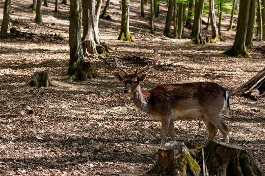 Dama dama, European fallow deer grazing in a beautiful, deciduous forest. Wild photo.