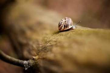 Snail crawling on a tree. Snail in the forest. 