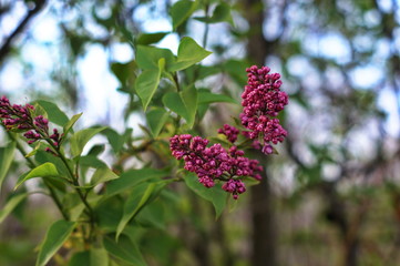 Still not blooming lilac flowers, violet lilac flower background or organic natural texture