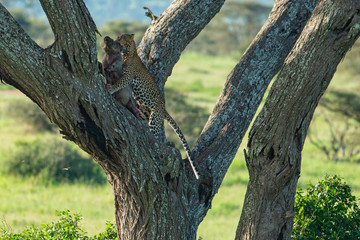 African leopard (Panthera pardus pardus) holding prey, climbing on Acacia tree