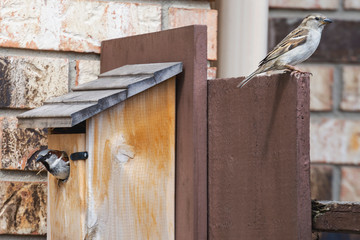 Two house sparrows guarding a nesting box.  Male sparrow sitting in the  wood house with the female...