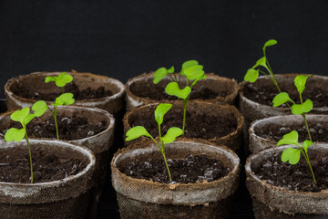 Close-up view of arugula cotyledons