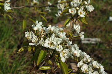 A beautiful sunny garden with blooming cherry, apple, pear and peach trees. Spring flowers in bloom. Orchard with white and pink flower branches. Beauty of nature.