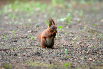 The squirrel sits on the ground © moniadk