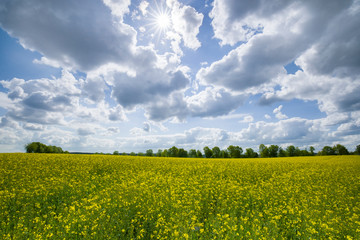 Obraz premium feld, himmel, landschaft, gelb, ackerbau, natur, raps, blau, blume, wiese, sommer, frühling, bäuerlich, cloud, pflanze, raps, green, bauernhof, cloud, gras, horizont, blume, hell, schön