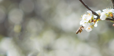 Banner background with bee and blooming tree branches, honey production and spring concept