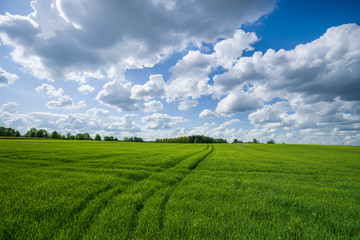 Naklejka premium himmel, feld, gras, landschaft, green, wiese, natur, blau, sommer, cloud, frühling, ackerbau, cloud, horizont, bäuerlich, erdboden, bauernhof, schön, lawn, sonne, gegend, gräser, land, froh, day