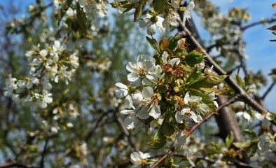 A beautiful sunny garden with blooming cherry, apple, pear and peach trees. Spring flowers in bloom. Orchard with white and pink flower branches. Beauty of nature.