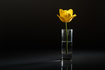 Yellow tulip with a glass vase on a dark background