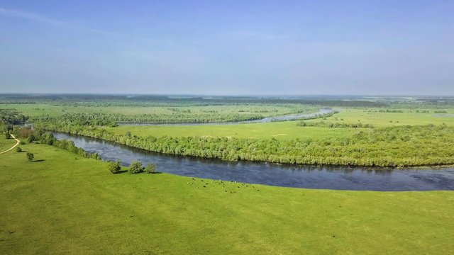 Aerial view. The herd of cows grazing on the bank of the beautiful Desna River in Ukraine. Amazing green pasture on the river bank at spring when the river is full of water.