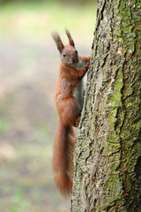 Naklejka na ściany i meble A squirrel runs across a tree