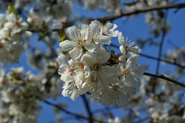 A beautiful sunny garden with blooming cherry, apple, pear and peach trees. Spring flowers in bloom. Orchard with white and pink flower branches. Beauty of nature.