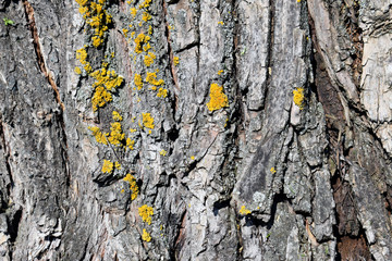 The surface of the tree is partially covered with fungus.