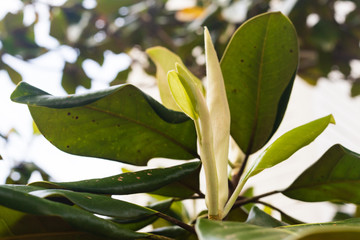The iconic, Southern Magnolia (Magnolia grandiflora) tree just starting to blossom