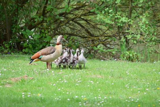 Nilente mit Nachwuchs