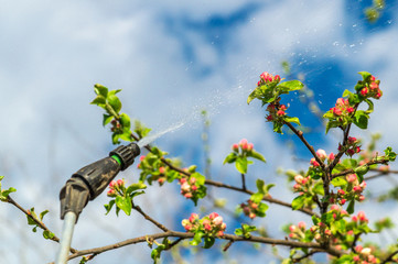 Spraying branches of apple trees in the spring with a spray gun against diseases and pests in the spring