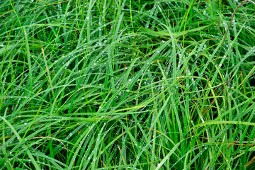 Drops of dew on the grass.