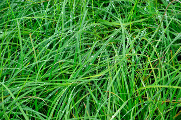 Fototapeta premium Drops of dew on the grass.