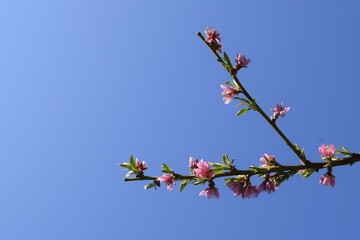 Beautifully blooming pink sprig of peach in the garden against the blue sky.