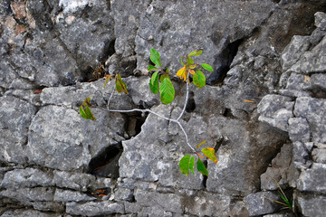 Tree grows from gray stones.