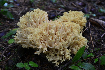 Ramaria mushroom in its natural environment. Little fly sits on a mushroom.