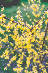 Forsythia yellow flowers close-up. Floral background. Nature. Bloom.