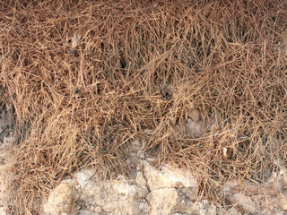 
old dry pine needles lying on the ground with a large layer for the background