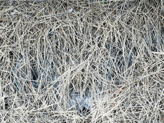
old pine needles dried to gray for background